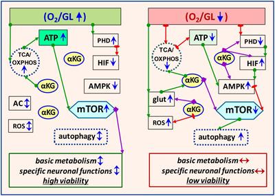 mTOR/α-ketoglutarate signaling: impact on brain cell homeostasis under ischemic conditions
